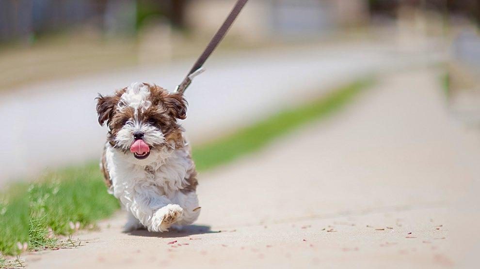 From Shih Tzu to Yorkie: The Fascinating History of the Shorkie Breed and Their Origins